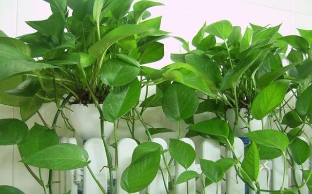 卫生间里有异味?快养5种“吸味花”,清除异味,厕所变“森林”