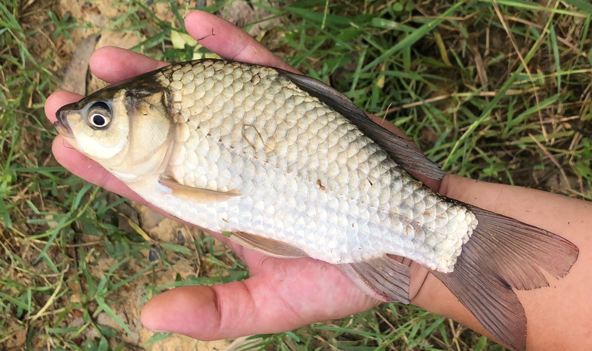 新能源|钓不到鱼改电鱼,把自己钓进去了,使用新能源的能被称作钓鱼人么