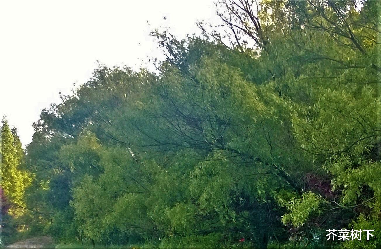 |职场坑货，话不能随便说