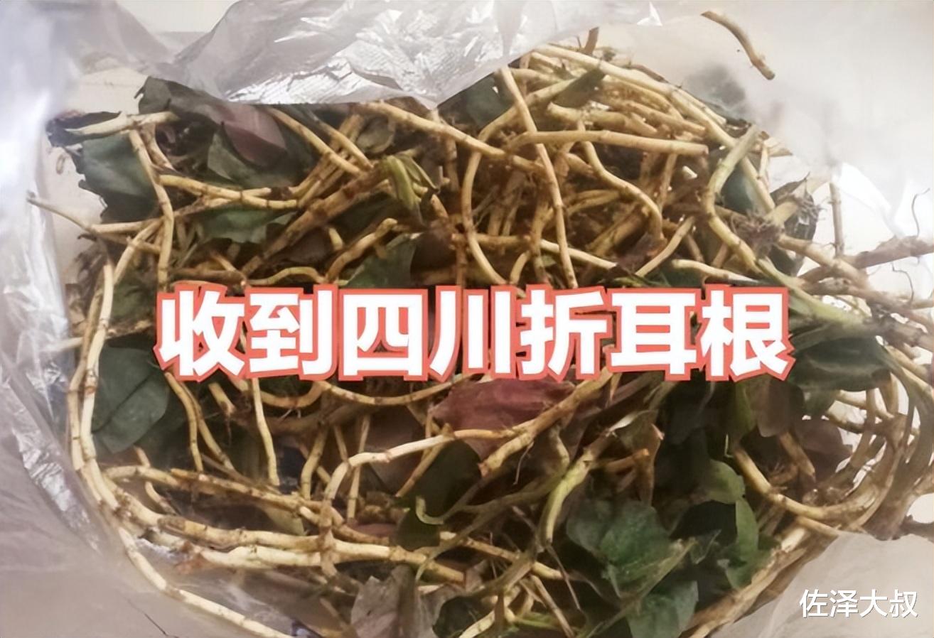 上海女子发文称,吃不下四川送的折耳根,网友:吃不下扔垃圾桶