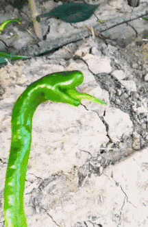 林志玲|阔太李念被疑整容！大眼迷人神似林志玲，嫁富豪融入香港上流圈