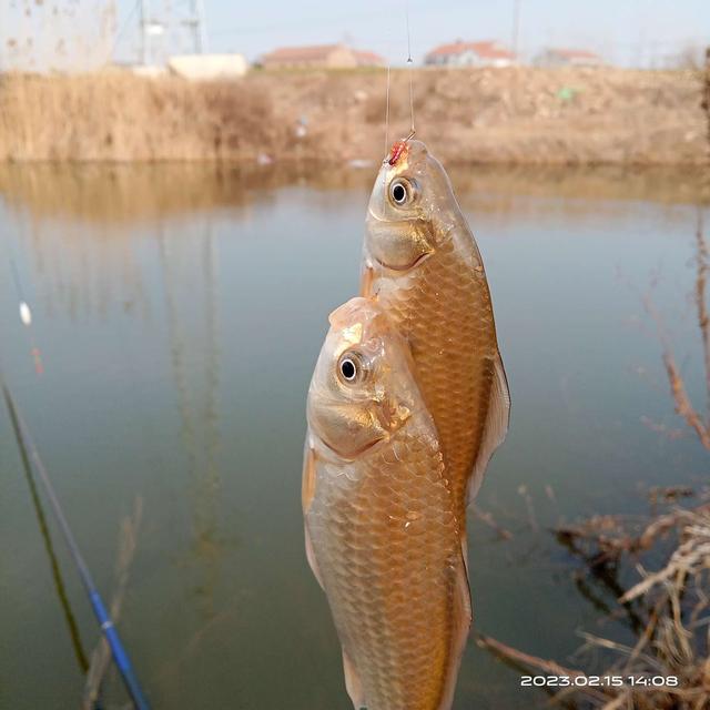 鲫鱼|早春鱼口稀,鲫鱼几尾来光顾