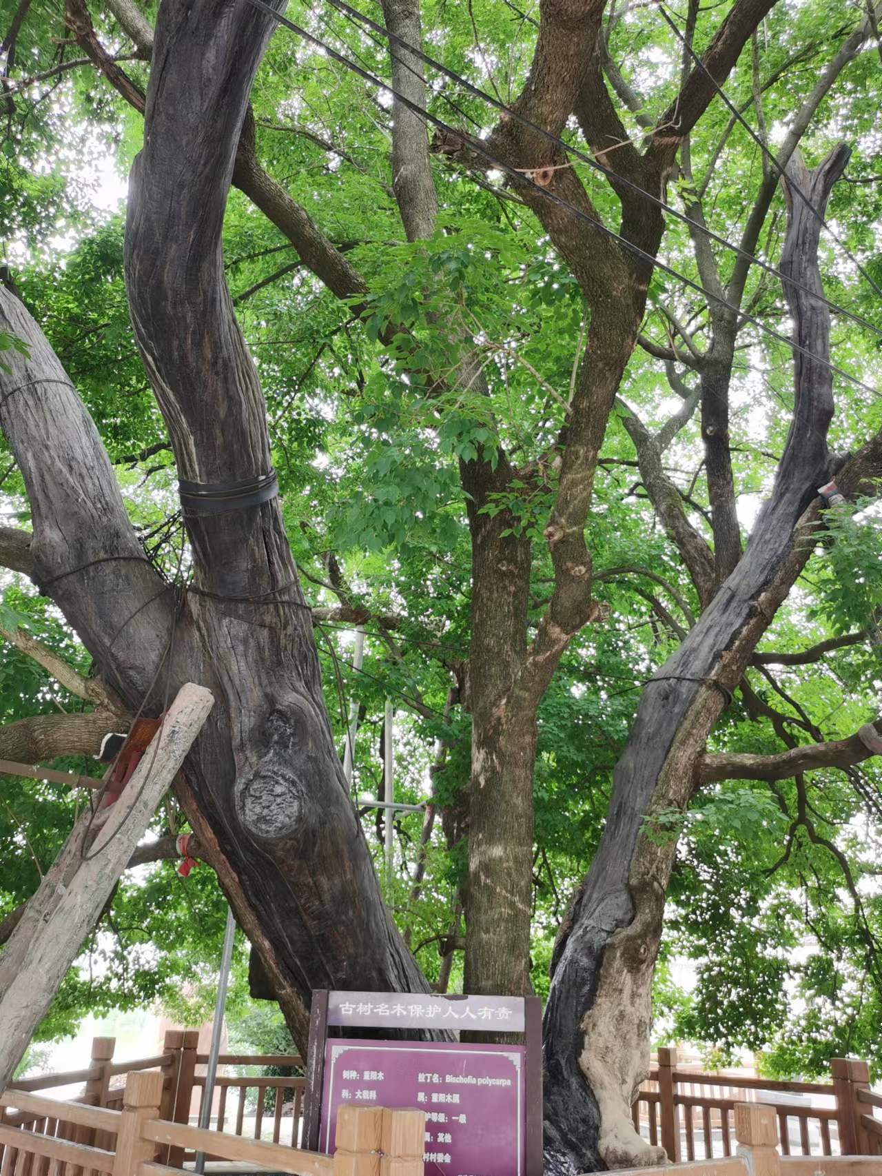 海昌海洋|端午节后游览当涂湖阳镇和江苏高淳老街及高淳国际慢城随拍