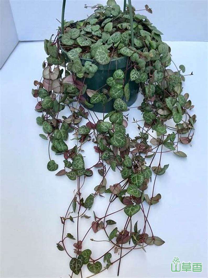 颜值超高的5种垂吊绿植,适合放置在室内,充满活泼感