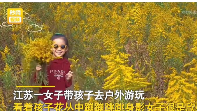 江苏苏州。一女子带着孩子到户外游玩，看到漫山遍野的黄花十分美丽