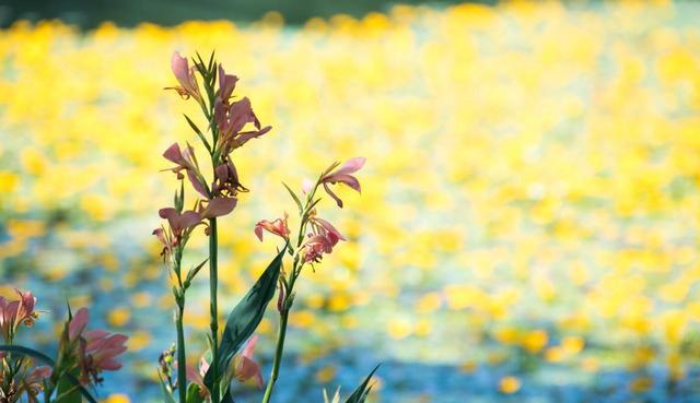 徽州|这座高88米的大佛下,居然隐藏着一座莫奈花园,被誉为七里风光堤