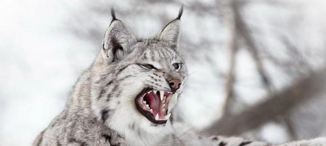 猞猁是狼的天敌?猞猁真的是“屠狼机器”,让狼群闻风丧胆?