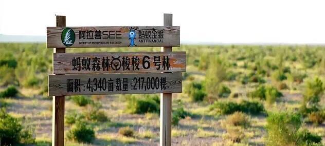 蚂蚁森林|马云承诺每年在沙漠里“种树”，如今6年过去了，现在怎么样了？