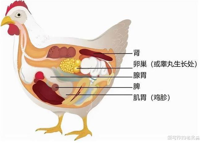 鸡如果吃了水蛭,水蛭可以钻破鸡的肠胃吗?