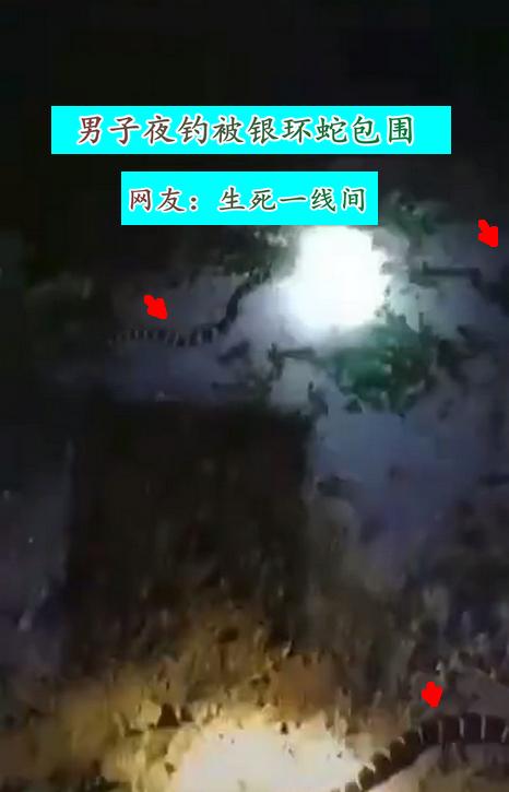 银环蛇|惠州男子夜钓时竟被银环蛇包围，网友：生死一线间