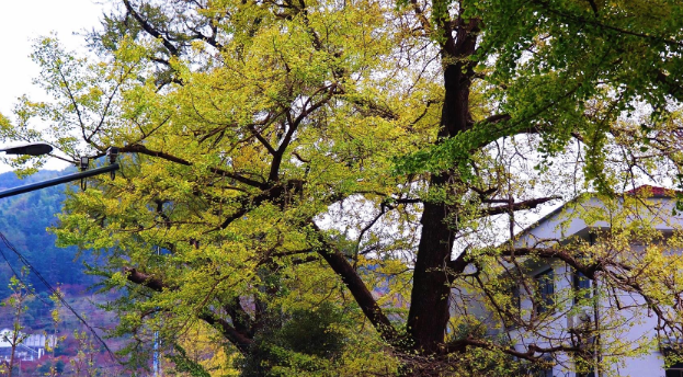 宁波|浙江深处有一个古村，枫叶漫山谷，银杏映清溪，真的太美了
