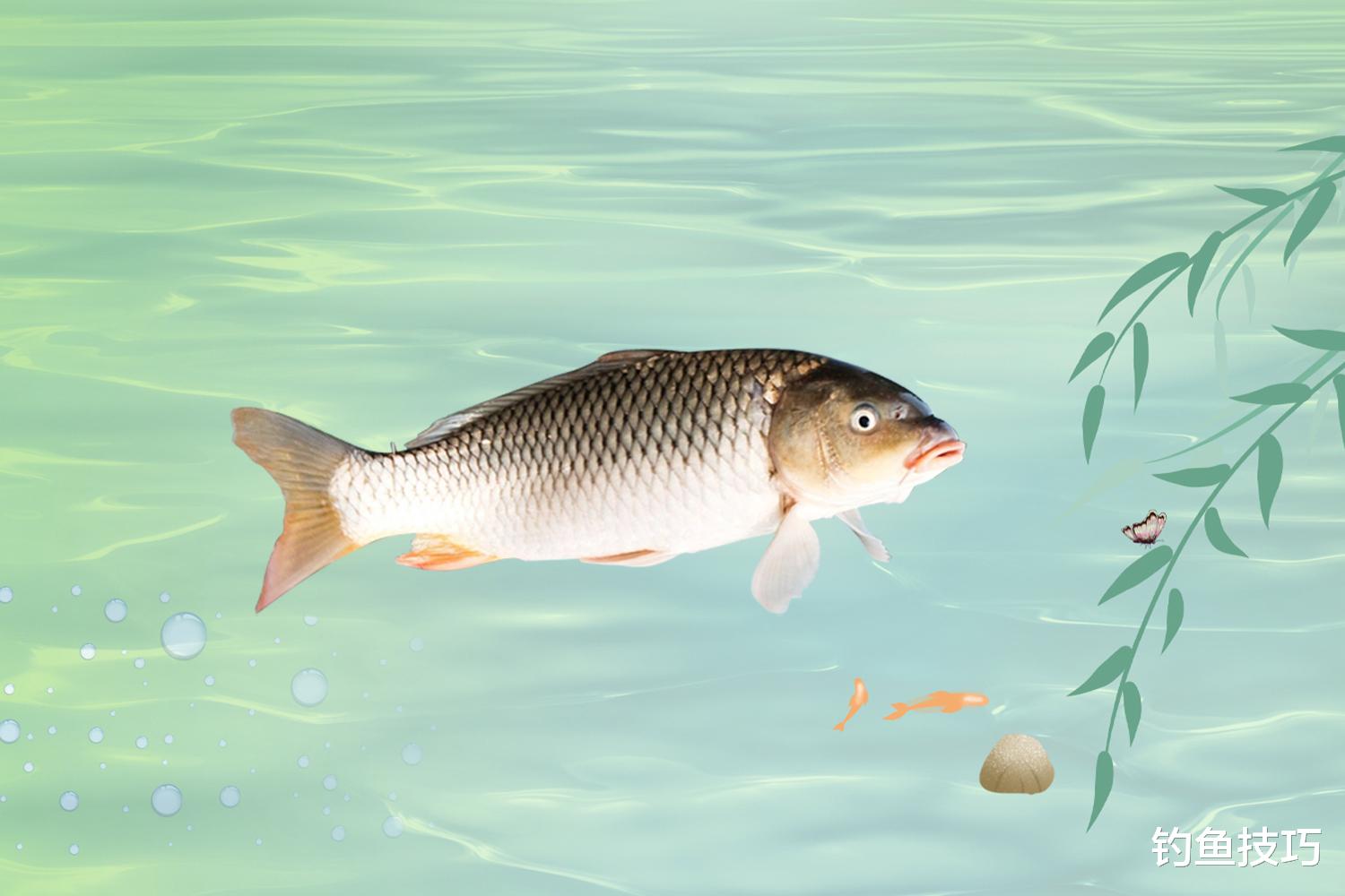 |为什么鱼饵在不同水域的效果不一样？详解水质对鱼饵效果的影响