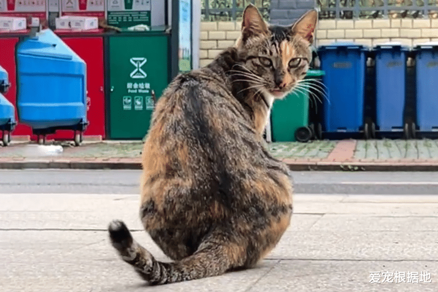 获得食物就跑的流浪猫，因意外失去一条腿，跟随发现暖心真相