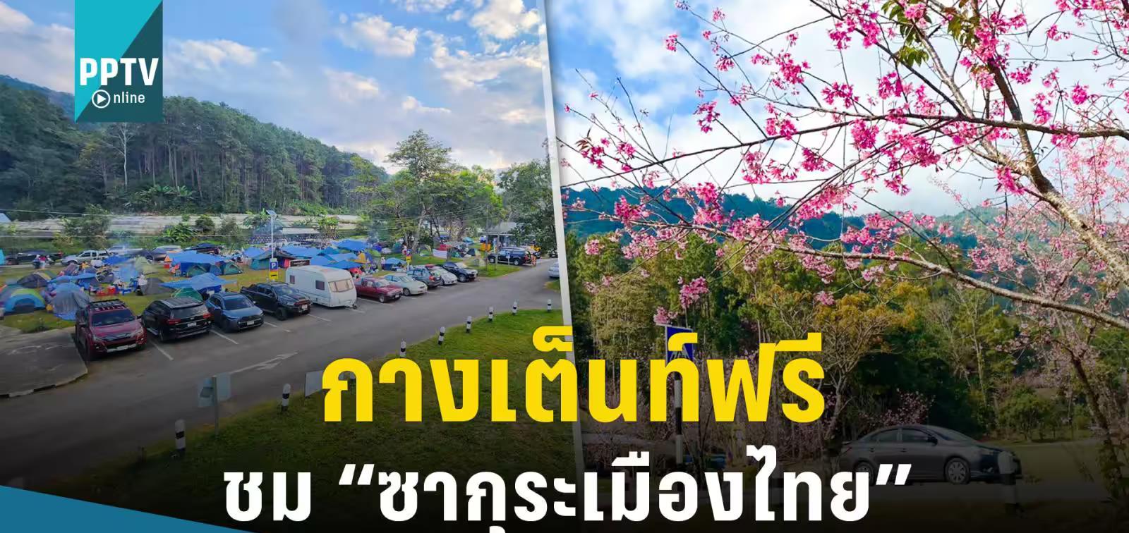 重庆|清迈樱花盛开！泰国公路局设免费露营点为民众提供便利