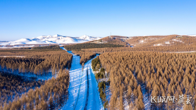 白雪|高清组图丨雪落坝上 惊艳人间