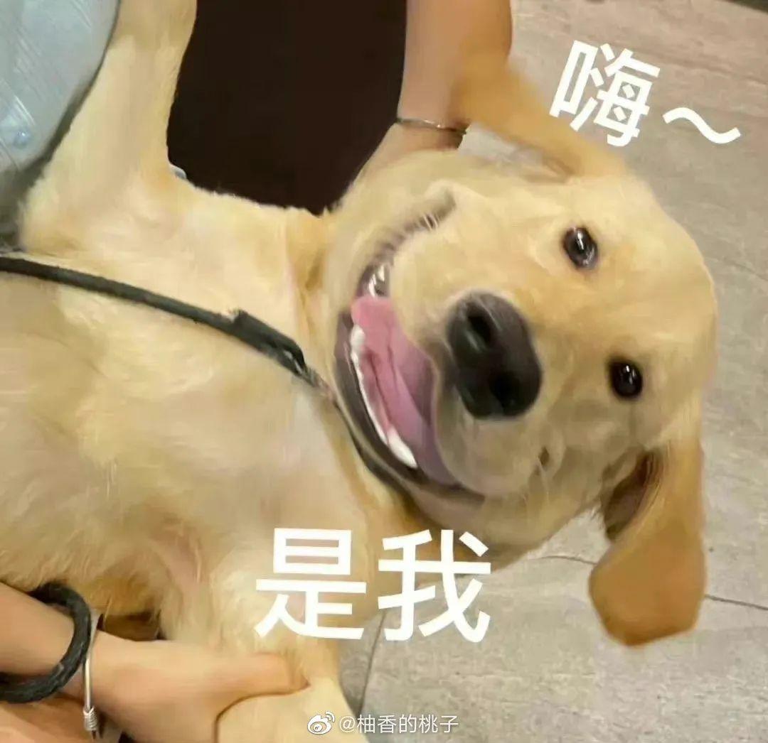 |大冤种的欢乐时光