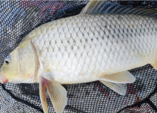 |针对新手钓鱼,鱼线好坏差距难以想象,切水性直接影响是否走漂