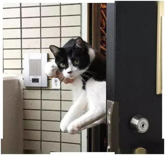 喵星人每天在门口送主人上班，表情却逐渐失控