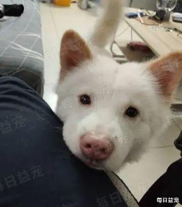 狗狗突然挣脱绳子，对着路边小车狂叫，主人看清后吓得赶紧报案