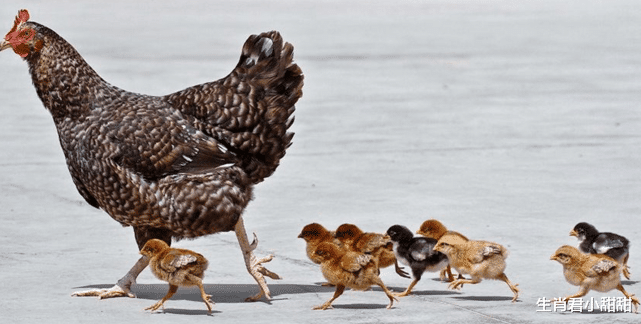 属鸡|执行力强,属鸡人说干就干想到就做,做事情拒绝扭扭捏捏