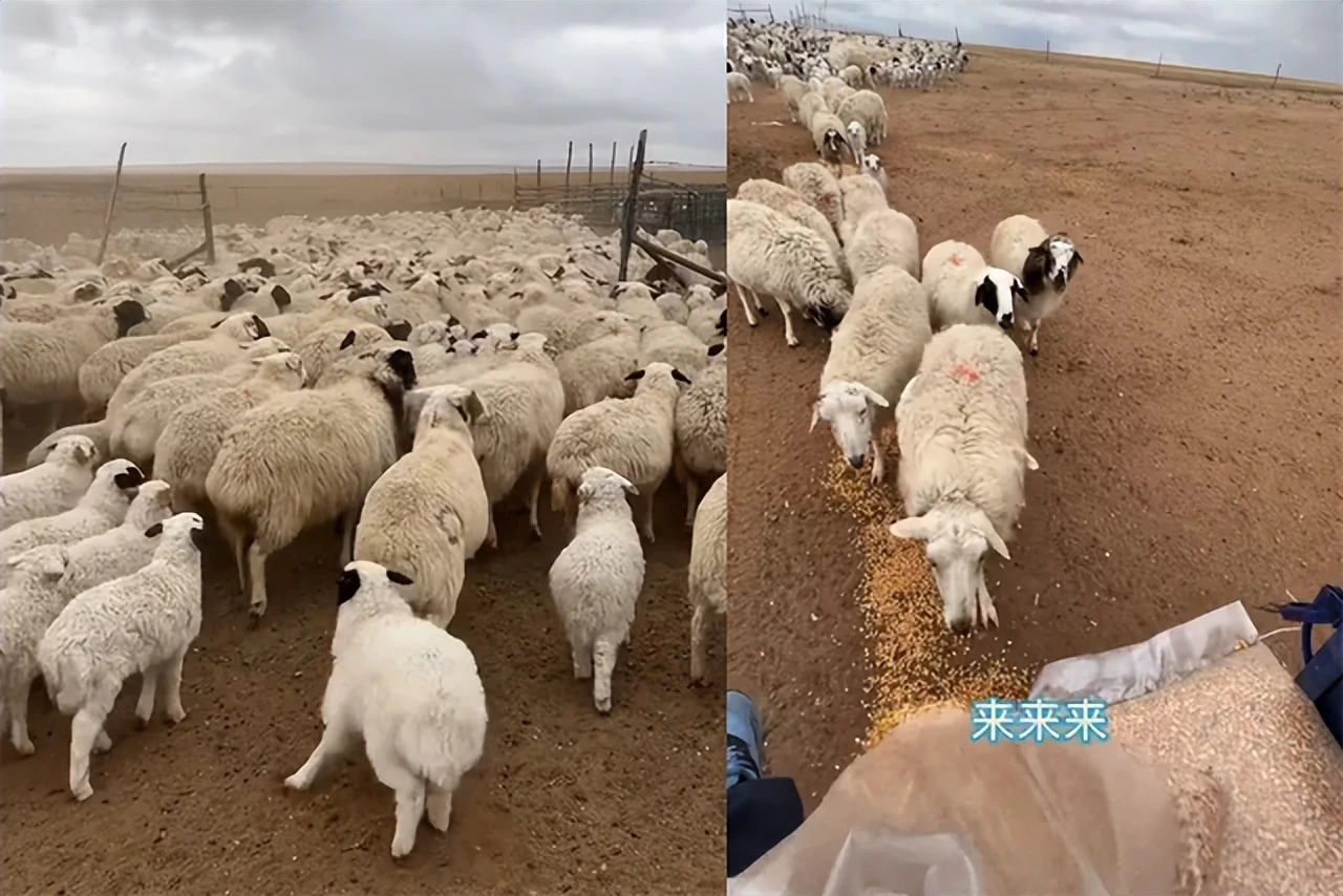 “恩克”私人牧场曝光,喂羊场面壮观,网友:一辈子都吃不完