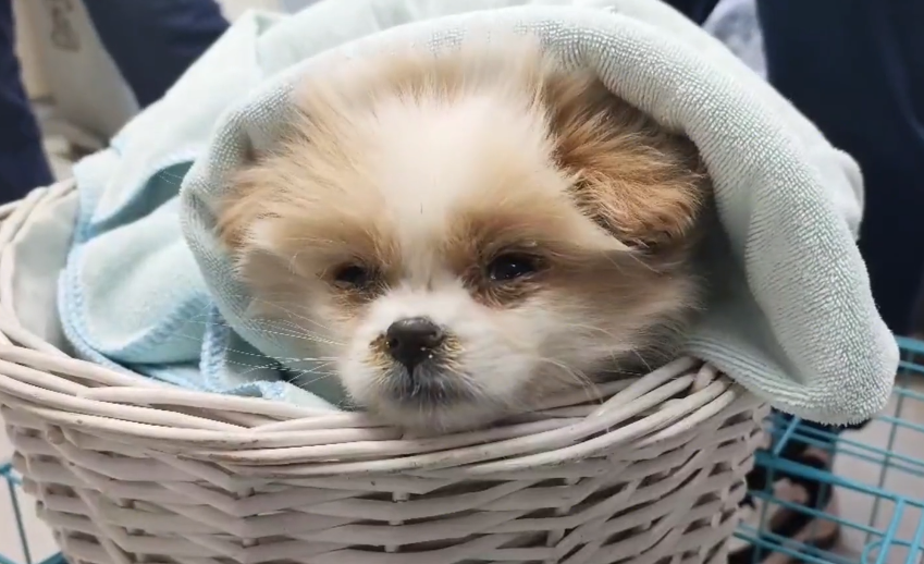 得了犬瘟后，不仅不给它治病，还把它扔在冷库里！获救的小狗眼里满是无助