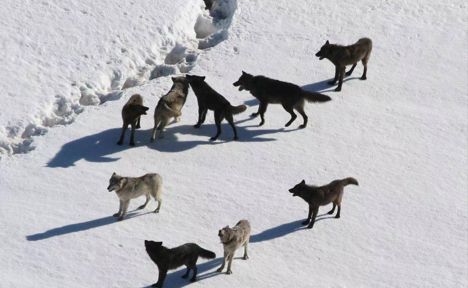最大的狼群能有多大？为什么不存在上百只狼组成的狼群？