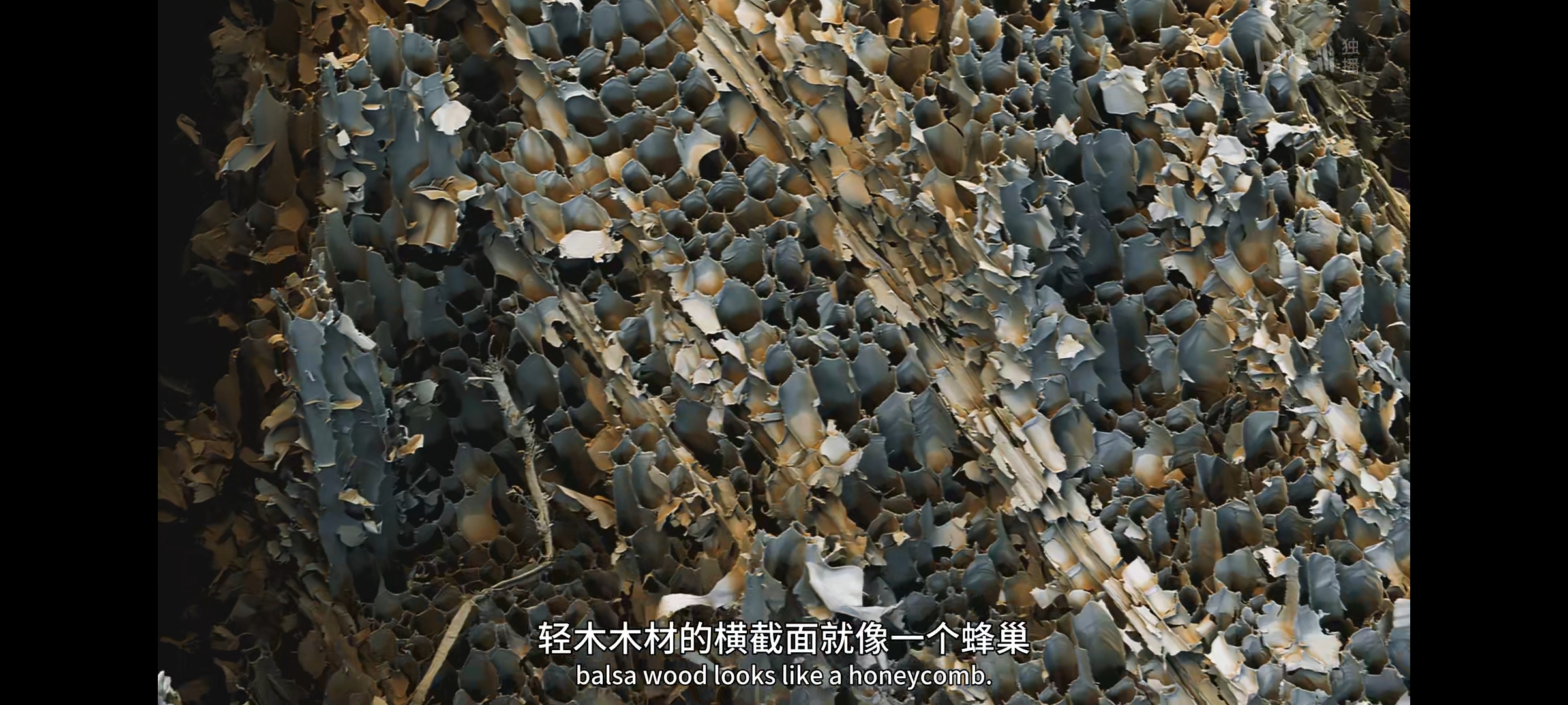 纪录片推荐——《绿色星球》第一集《雨林天地》都讲了什么？