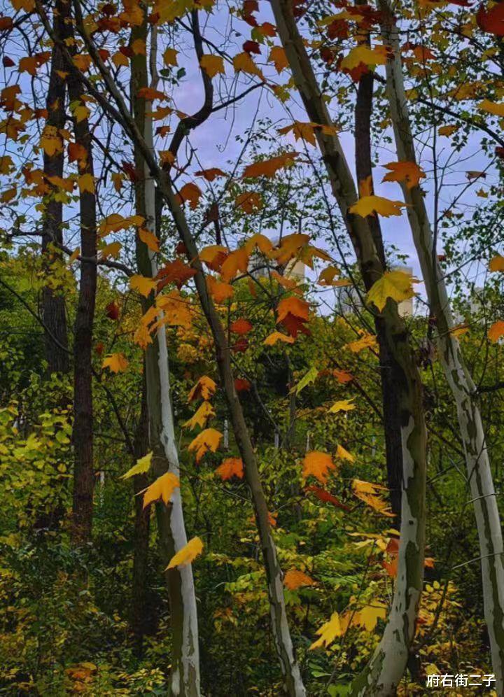 招聘|办公室主任的“政治”:对上留一寸余地对下少一分同情