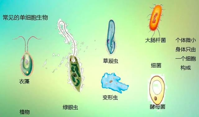 不靠氧气生存的动物?科学家不清楚原因,或颠覆对生命的认知