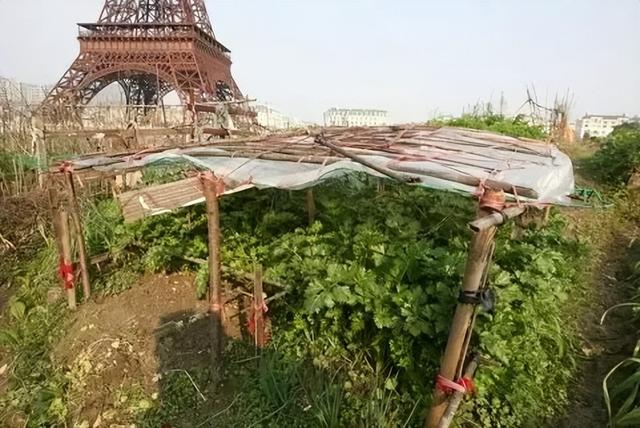 埃菲尔铁塔|美知乎：中国复制能力有多强？外国网友：他们埃菲尔铁塔下种萝卜