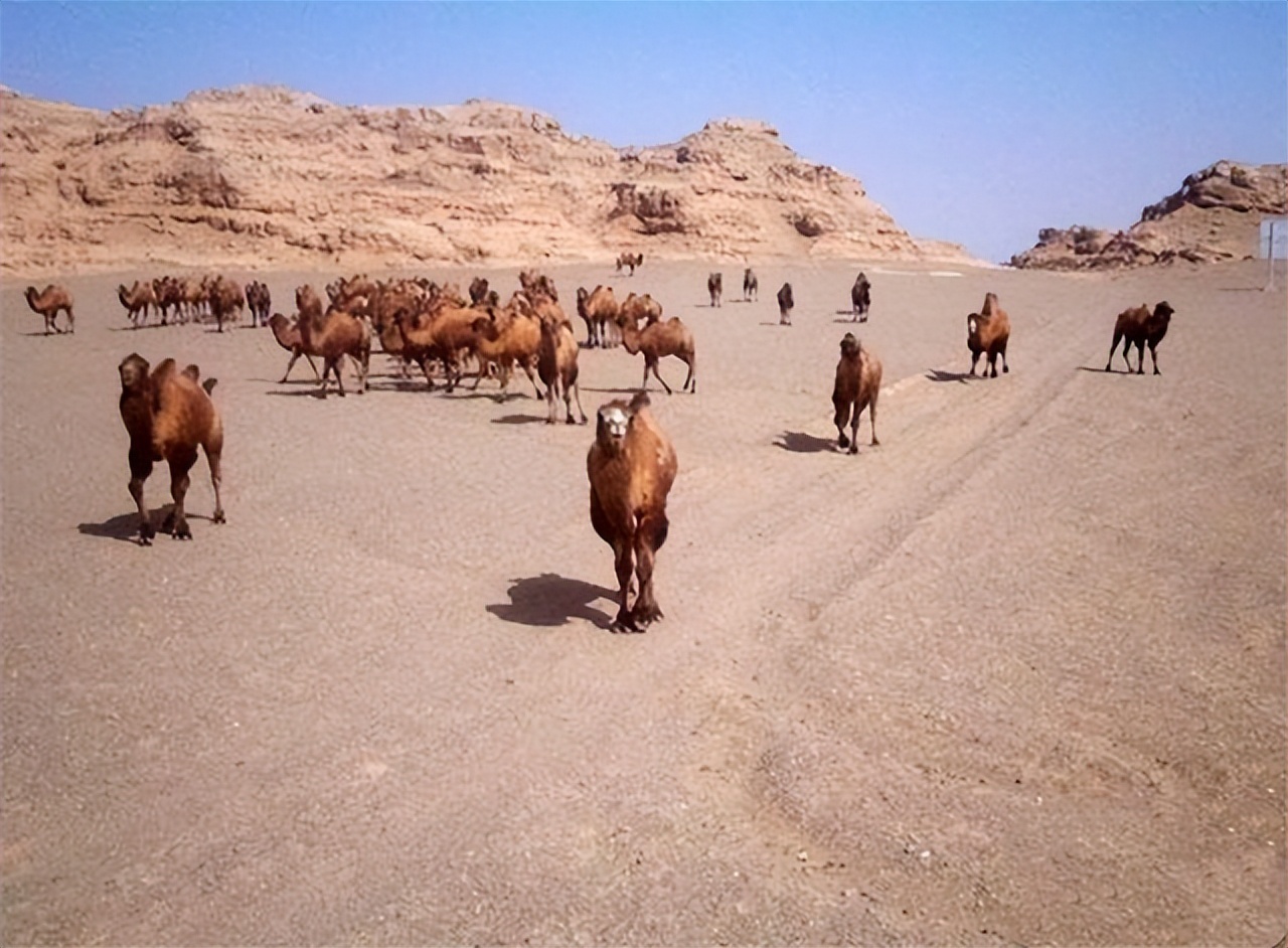 藏羚羊|沙漠狼是野骆驼的天然克星，八只狼却被一野公驼带进绝地踏死