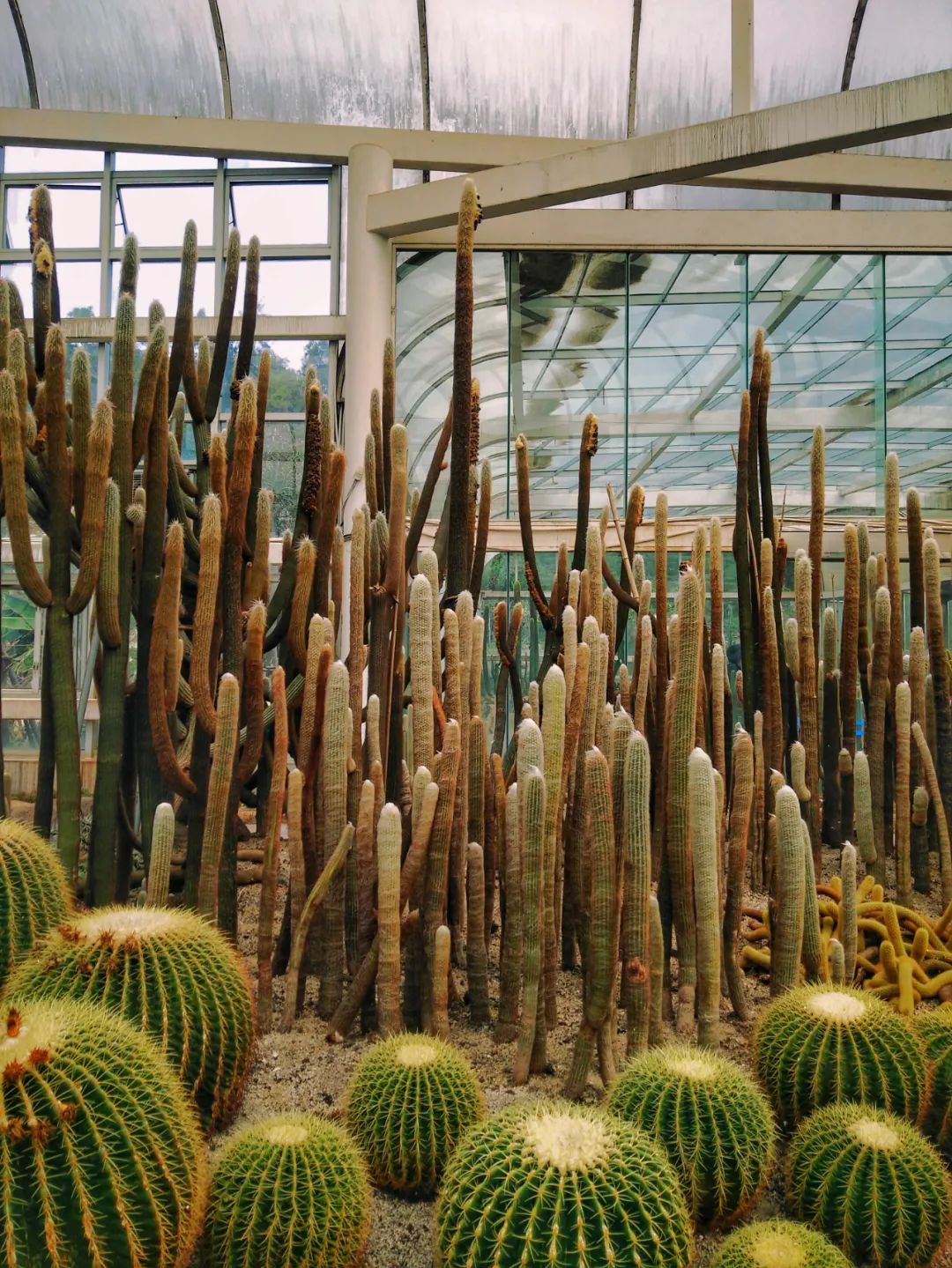 查尔斯王子|厦门景点丨植物园