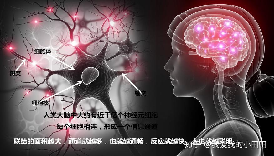 右脑开发训练快速促进大脑发育潜能
