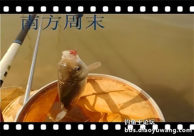 饵料|雨水节气春风劲，沙河一行爽拉鲫