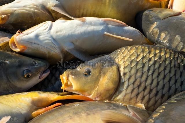 空军|雨季钓鱼小诀窍,时机、钓位轻松选择,鱼获多多,告别空军