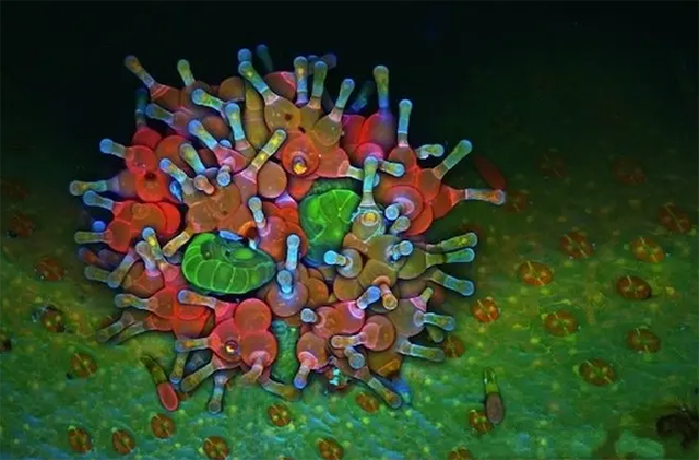 补肾|走近中医：火神派和清凉派的区别，或许并不如我们想象中的那么大