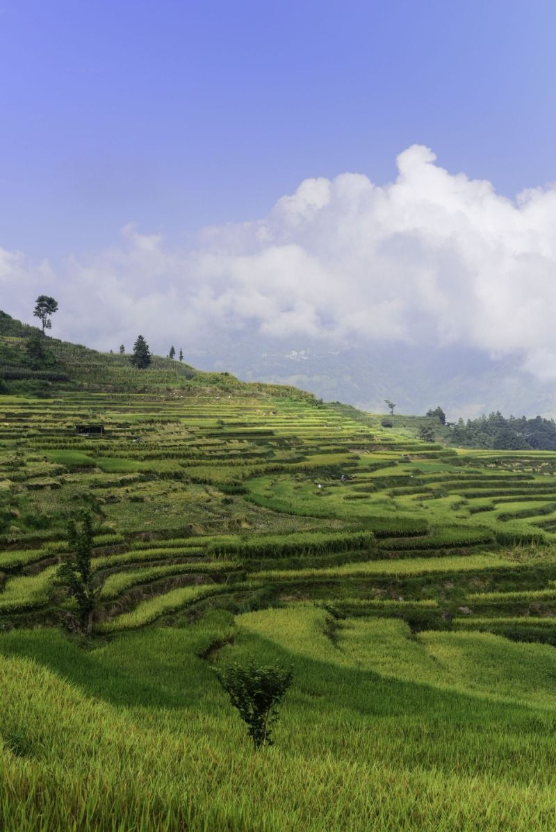 梯田|夏日“凉”方:热热热!有一种避暑叫躲进山里住