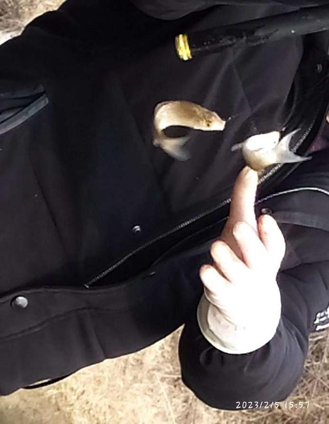 |不喜元宵人游街，只爱河边戏游鱼！