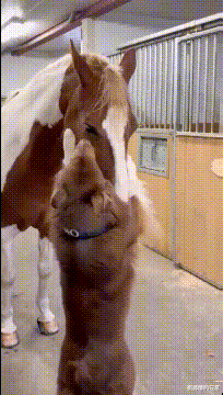 张惠妹|49岁张惠妹近照，暴瘦60斤后重回小巨蛋，一双牙签腿抢镜