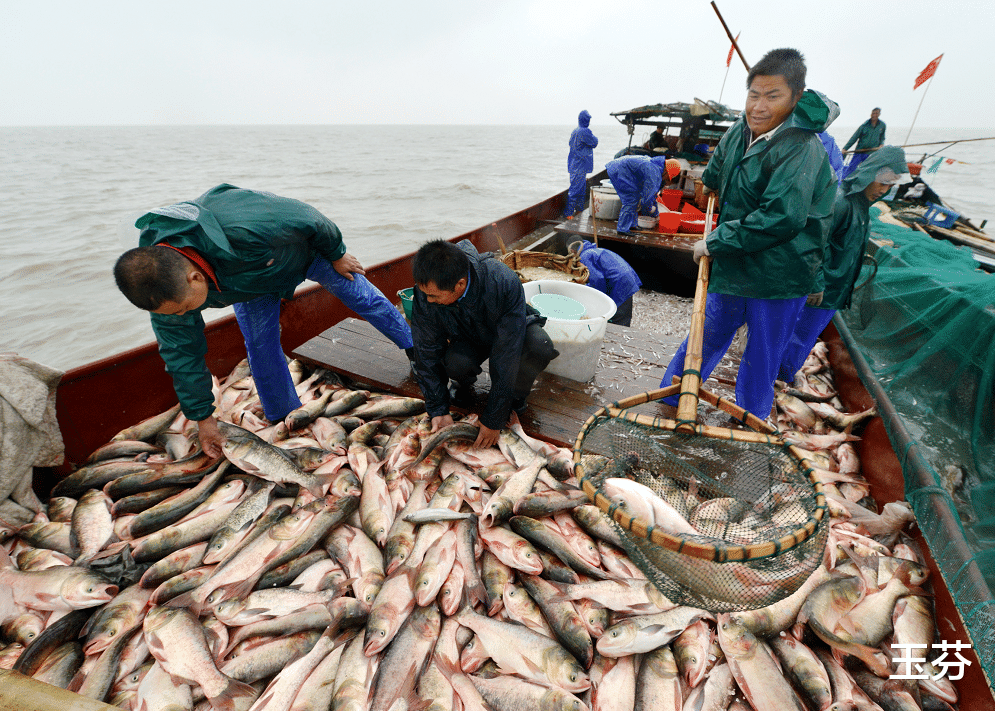 40多年未见过！浙江安吉出现大规模鱼群，太湖鱼为什么去安吉了？