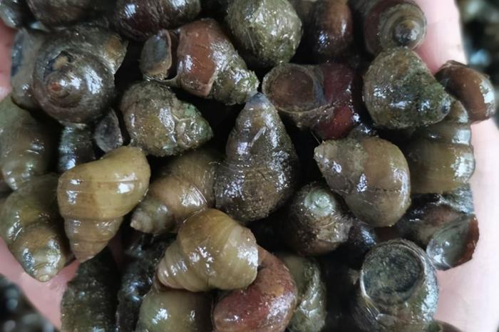 国家二级保护动物|螺蛳已被列为国家二级保护动物,我们还能用螺蛳钓鱼么