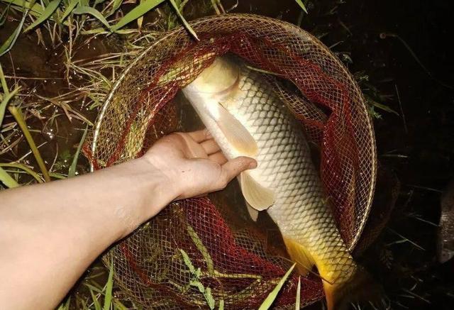 夜钓|让我难忘的三次夜钓经历,晚上钓鱼最好结伴而行,有事能互相照应
