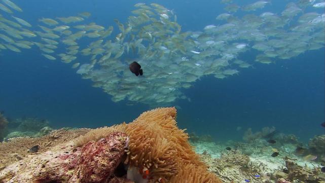 BBC纪录片「生命」豆瓣9.7分 探索生命物种多样性和不凡的生存本领