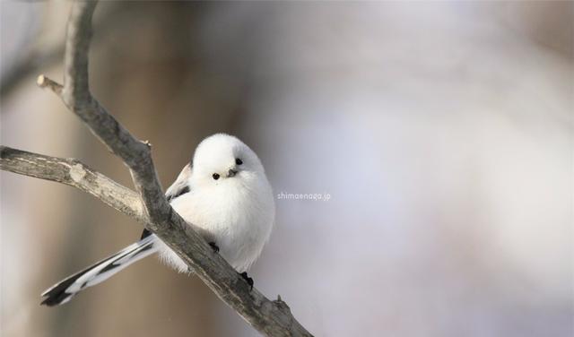 美丽|?因为太萌差点成为“国鸟”的小肥啾：美丽在可爱面前一无是处