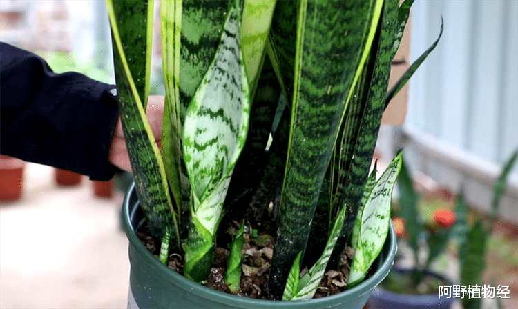 适合养在卧室内的植物,有4种花卉都比较符合标准,既干净又好养