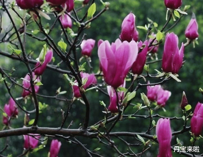 一棵花树“吊打”整片花草,这些花树不养可就错过了,因为实在美的很