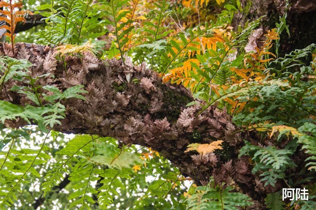 |邂逅马金溪畔汉唐香府，最让我惊艳的竟然这种长势茂密的流氓植物
