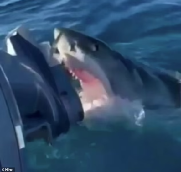 大连|一家人出过海垂钓，遭4米长大白鲨猛攻1小时！马达被坏，差点悲剧了