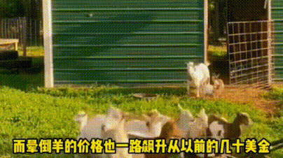 快速了解一种神奇的动物晕倒羊,它们每天晕倒的时间比睡觉多